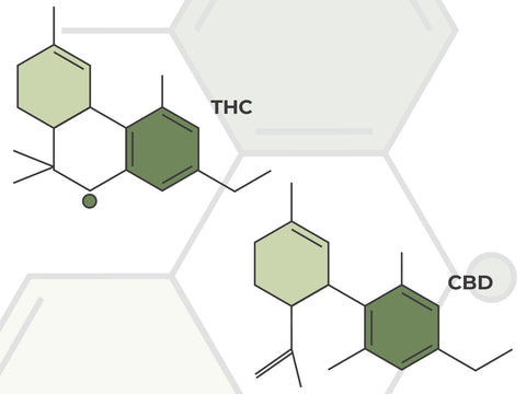 Difference between CBD & THC