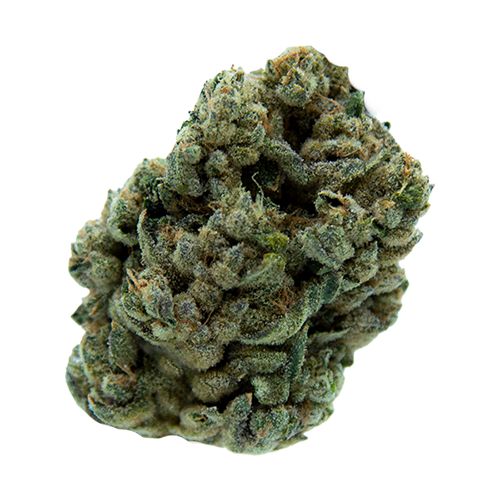 MTL Cannabis Jungl' Cake - MTL Cannabis Jungl' Cake