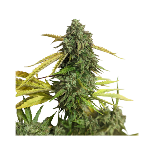 34 Street Seed Co OG Kush Seeds - 34 Street Seed Co OG Kush Seeds