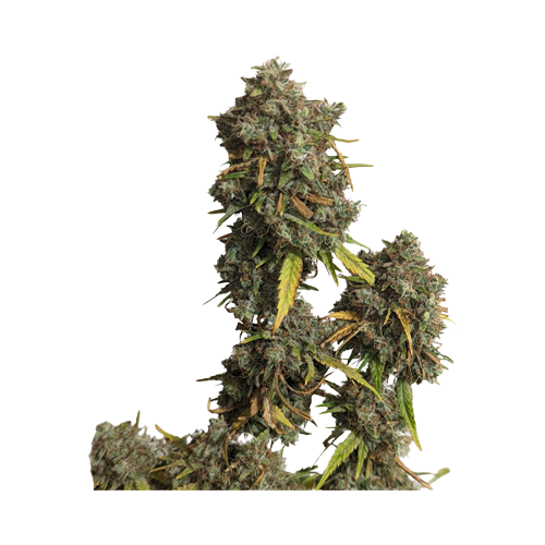 34 Street Seed Co Jack Herer Seeds - 34 Street Seed Co Jack Herer Seeds
