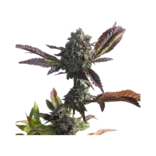 34 Street Seed Co Grandaddy Purps Seeds - 34 Street Seed Co Grandaddy Purps Seeds