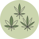Cannabis Basics